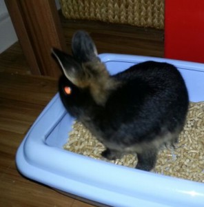 img-20131006-wa0006i9cnm-296x300 Hey ich bin Sally :3